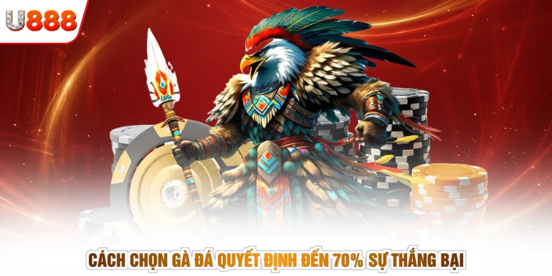Cách chọn gà đá quyết định đến 70% sự thắng bại