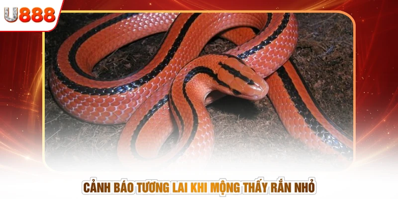 Cảnh báo tương lai khi mộng thấy rắn nhỏ