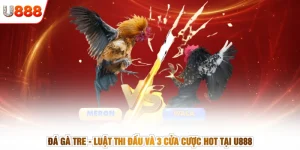 Đá Gà Tre - Luật Thi Đấu Và 3 Cửa Cược Hot Tại U888