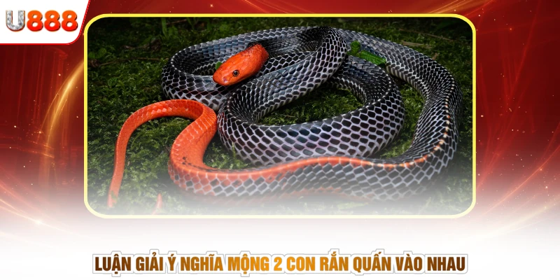Luận giải ý nghĩa mộng 2 con rắn quấn vào nhau