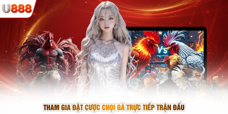 Tham gia đặt cược chọi gà trực tiếp trận đấu